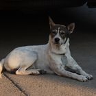 Strassenhund in Chiang Mai