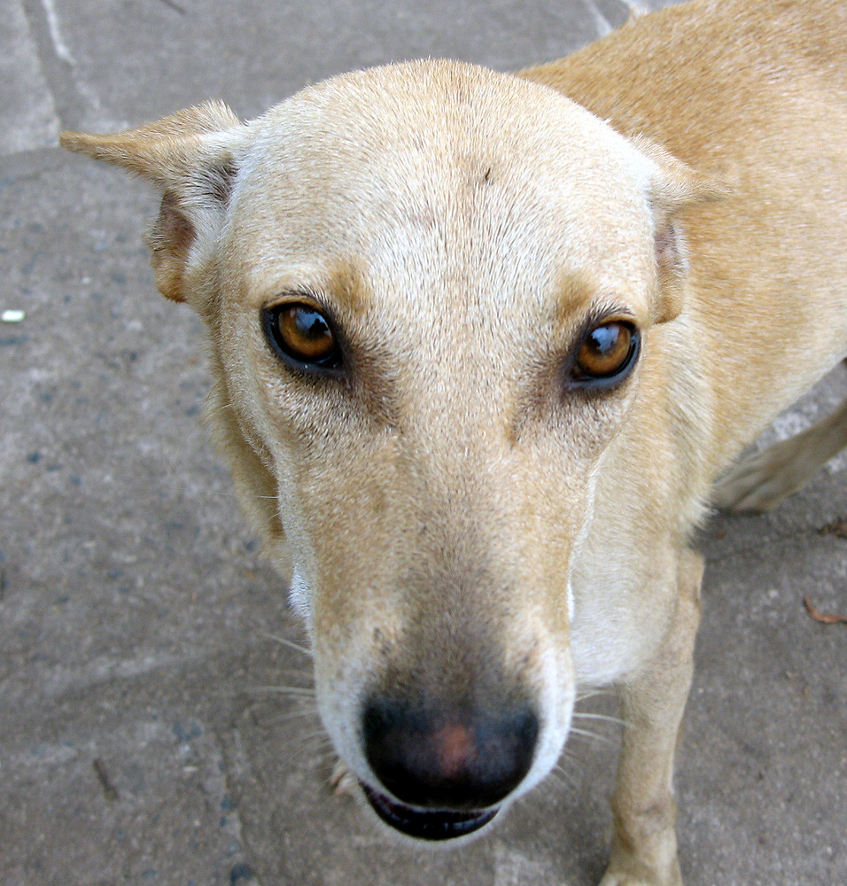 strassenhund in kendy, sri lanka