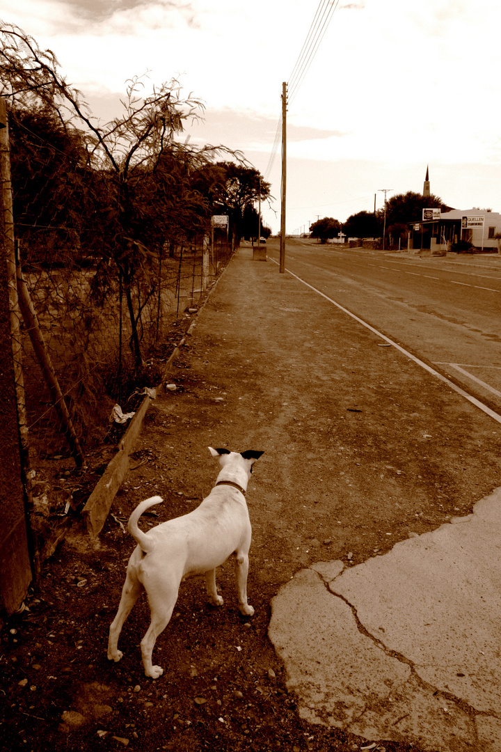 Straßenhund in Namibia