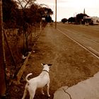 Straßenhund in Namibia