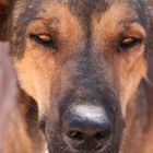 Straßenhund in Petra (Jordanien)