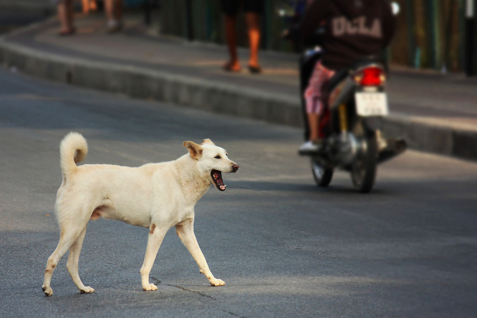 Strassenhund in Thailand