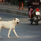 Strassenhund in Thailand