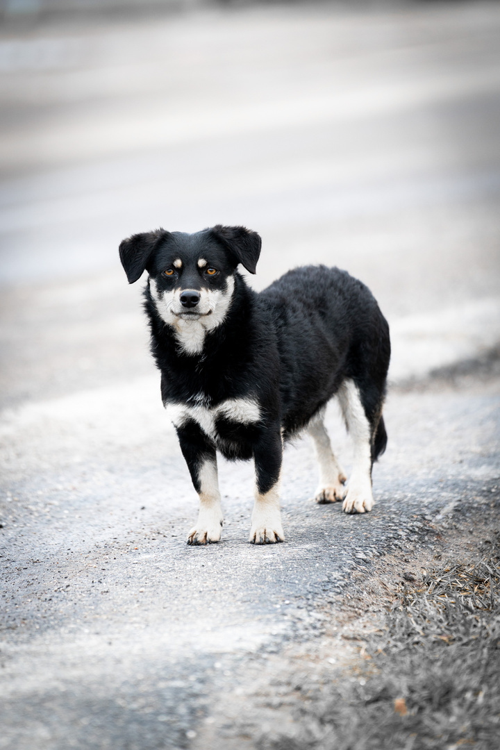 Straßenhunde 