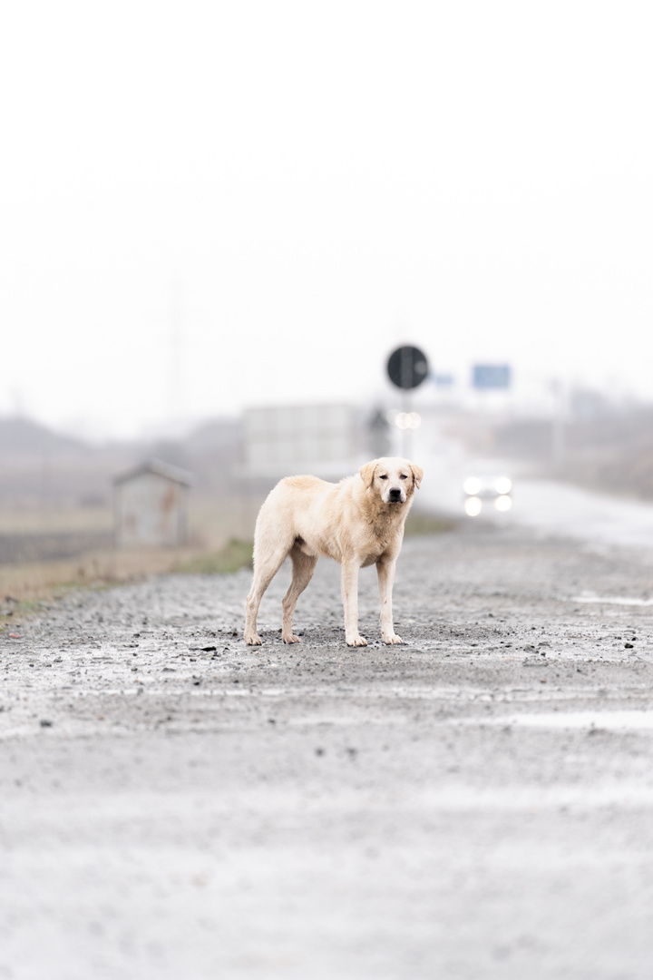 Straßenhunde 