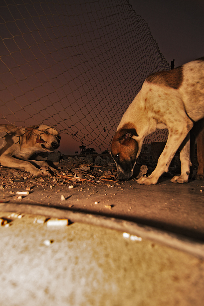 Strassenhunde Hurghada 2008 II.