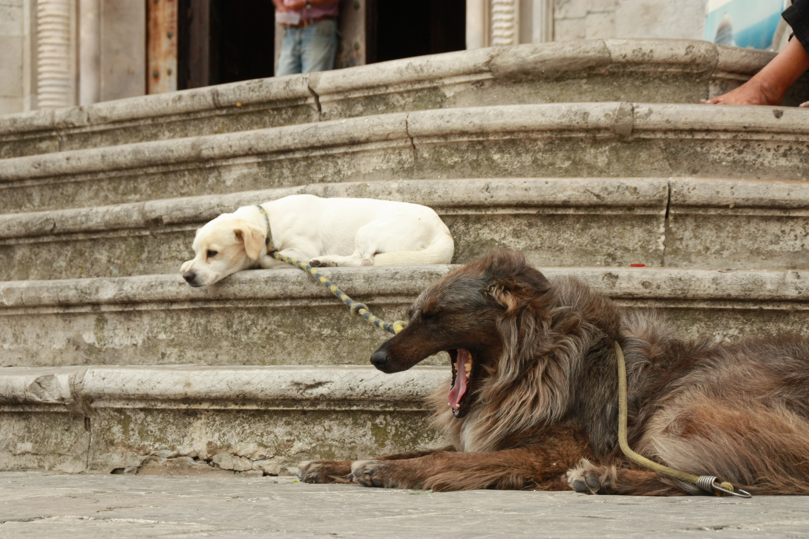 Straßenhunde in Cádiz