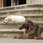 Straßenhunde in Cádiz