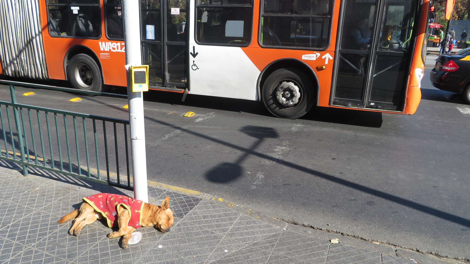 Straßenhunde in Chile