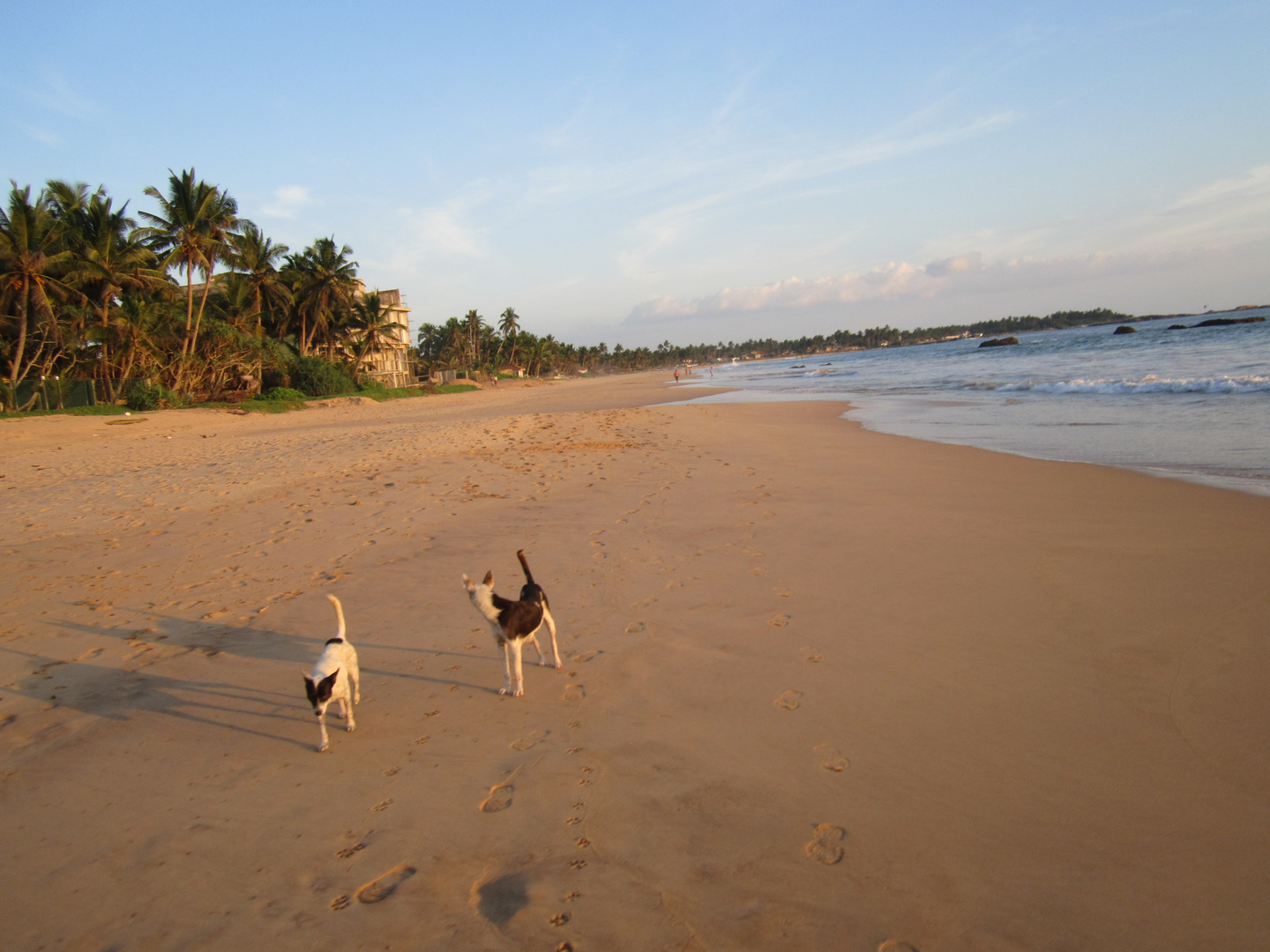 Straßenhunde, oder besser Strandhunde auf Sri Lanka