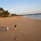 Straßenhunde, oder besser Strandhunde auf Sri Lanka