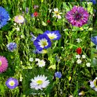 Strasseninseln mit Wiesenblumen