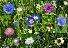 Strasseninseln mit Wiesenblumen