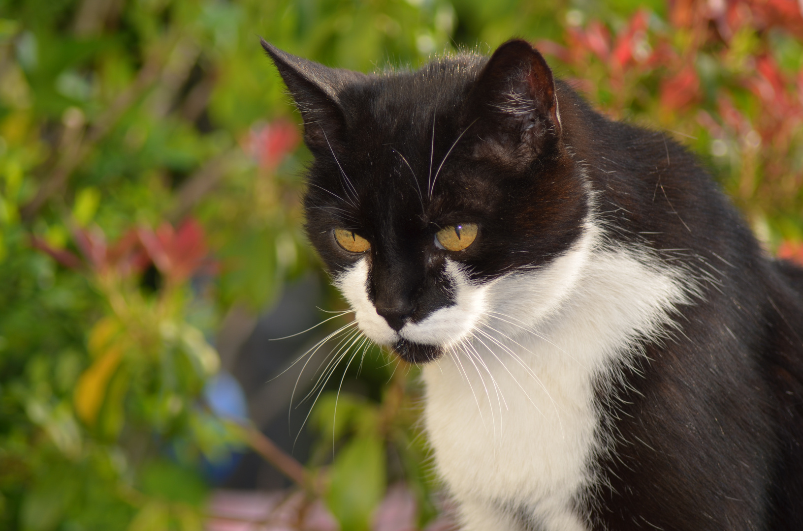 *Straßenkater*