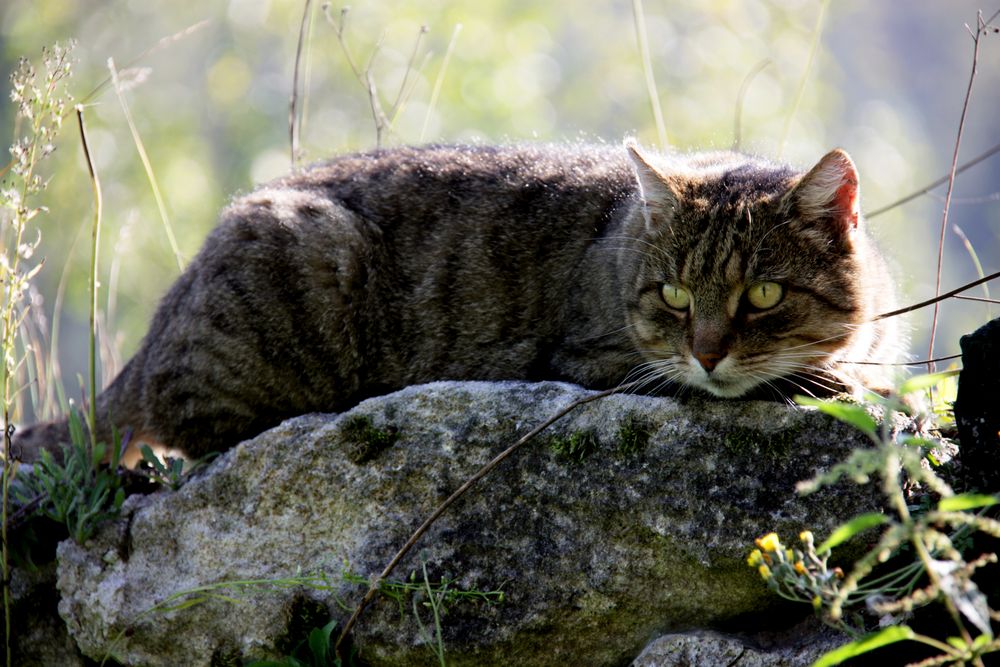 Straßenkater