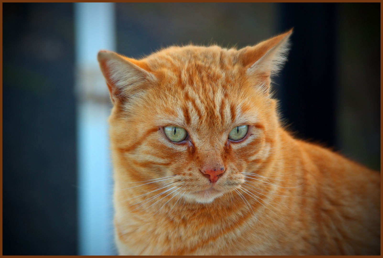 Straßenkater auf Lanzarote