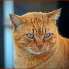 Straßenkater auf Lanzarote