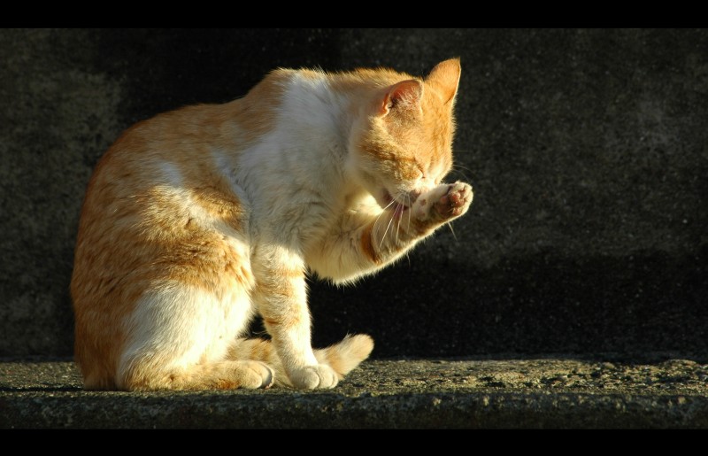 Straßenkater in Cinque Terre