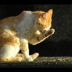 Straßenkater in Cinque Terre