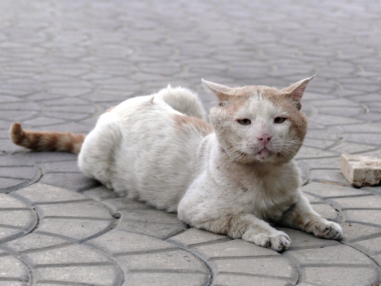 Straßenkater in Hurghada