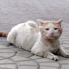 Straßenkater in Hurghada