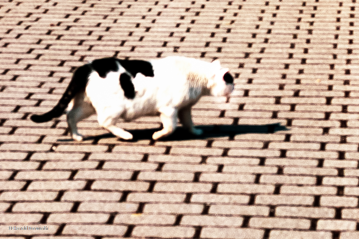 "Straßenkatze"