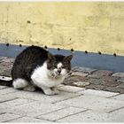 Strassenkatze