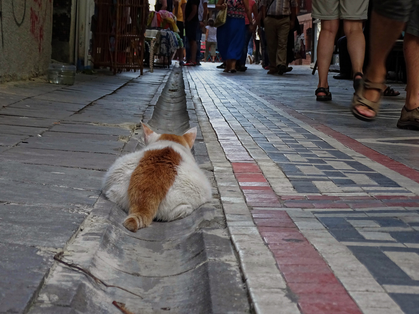 Straßenkatze Foto & Bild | tiere, haustiere, katzen Bilder auf fotocommunity