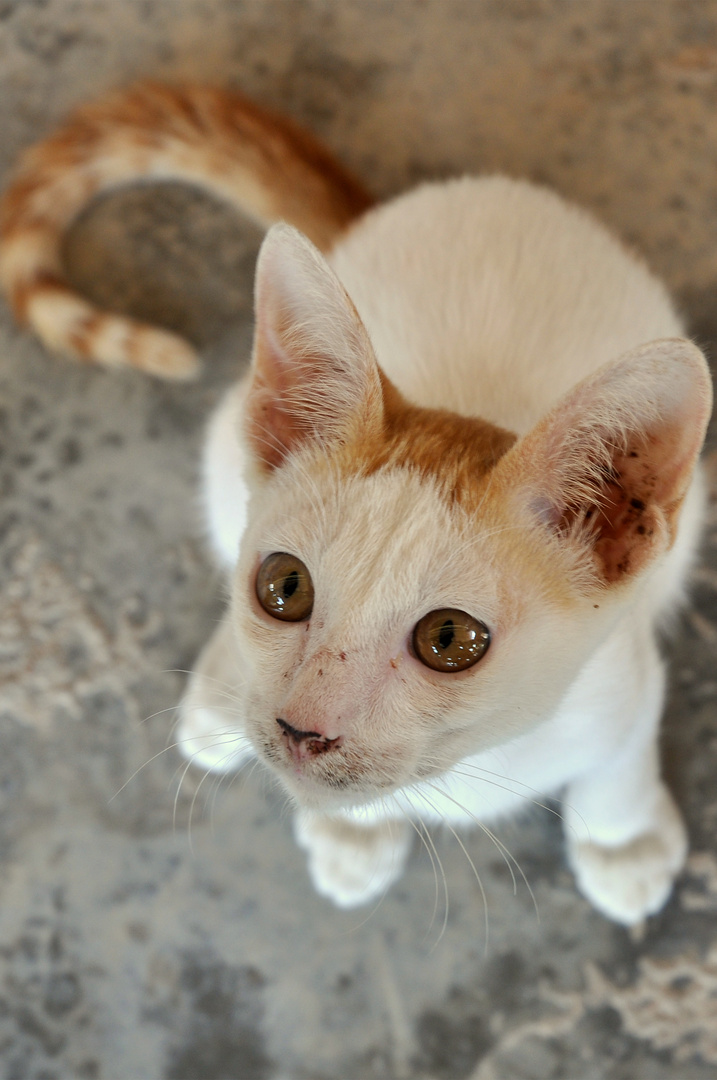 Straßenkatze auf Ko Phangan