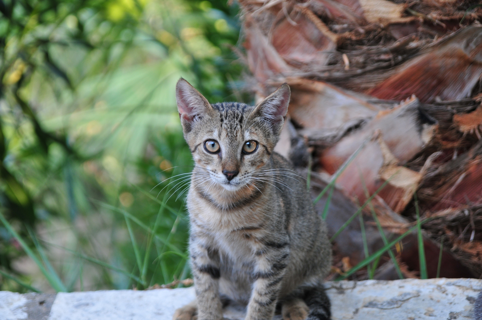 Straßenkatze auf Korfu