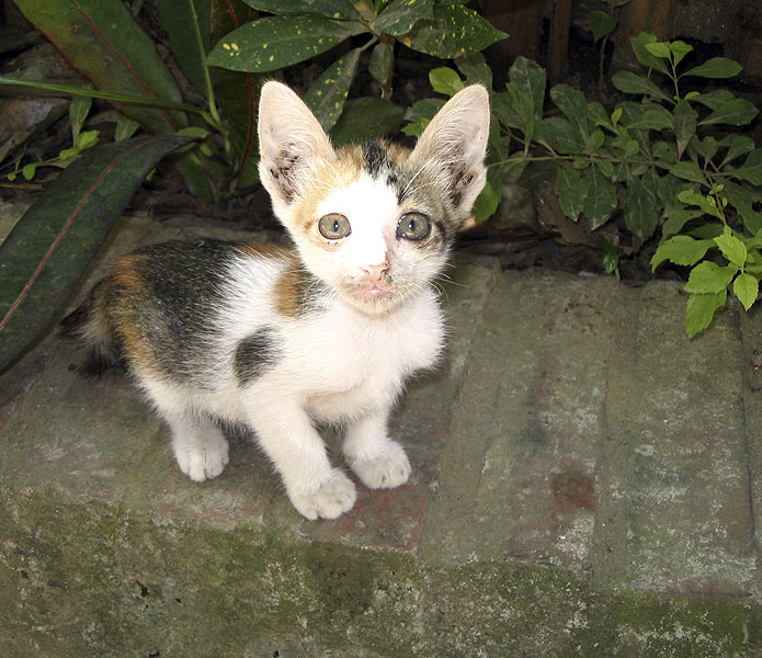 Strassenkatze aus Laos