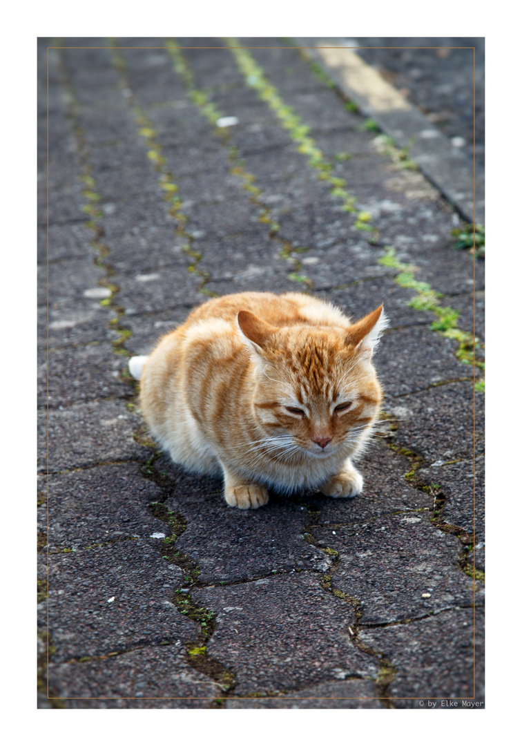 Straßenkatze....