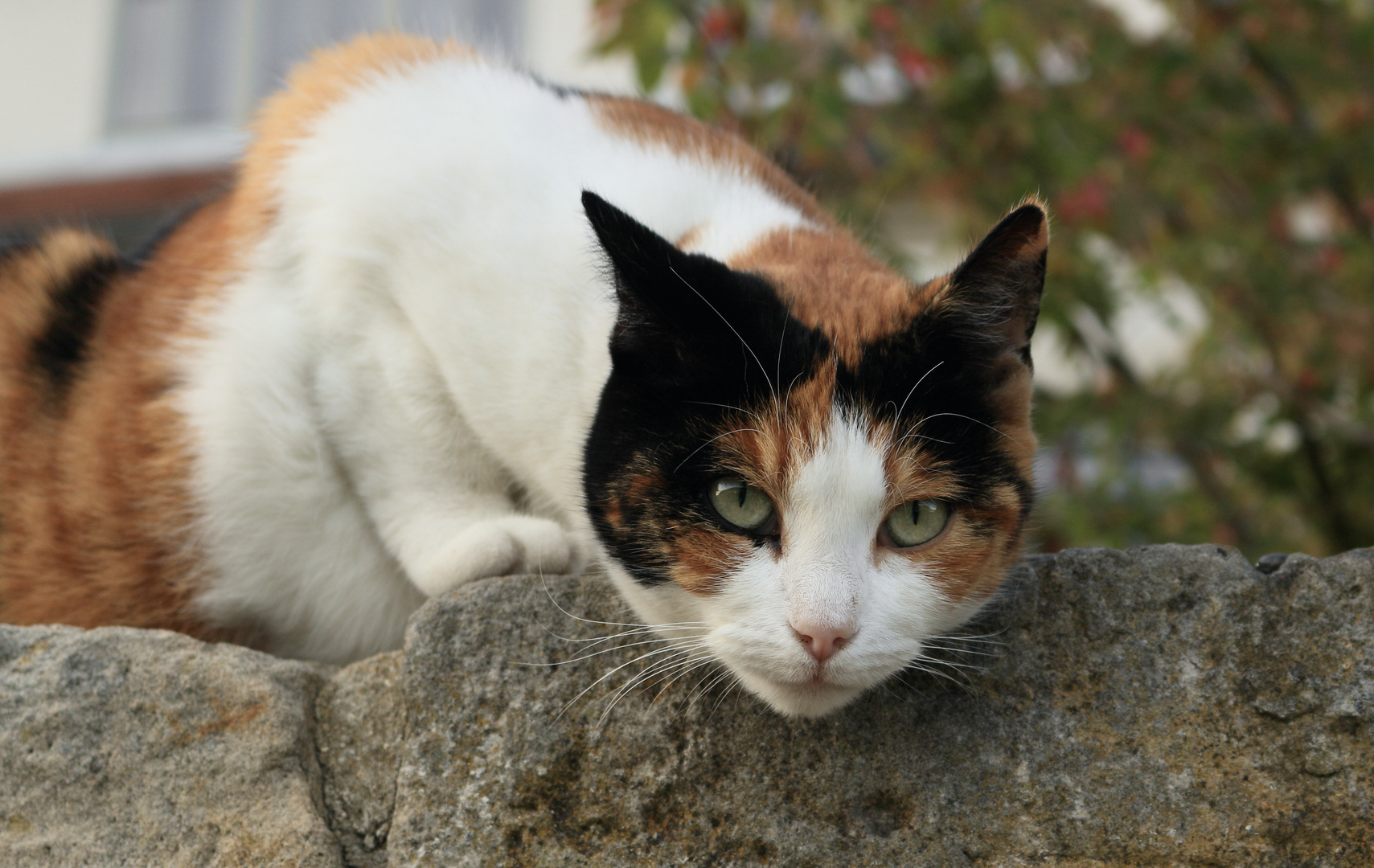 Strassenkatze in Prag