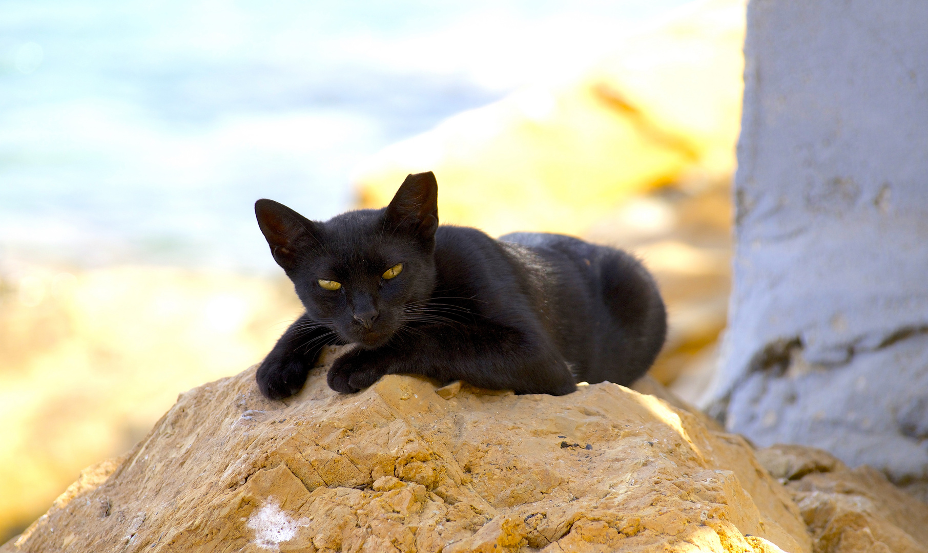 Strassenkatze in Spanien