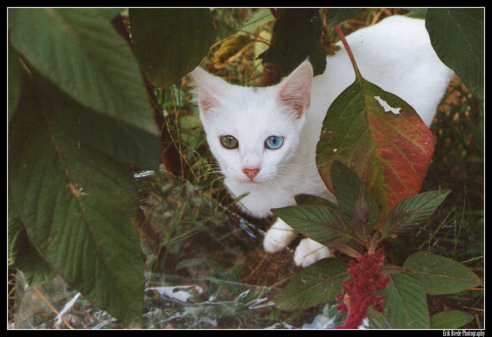 Straßenkatze in Spanien