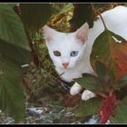 Straßenkatze in Spanien