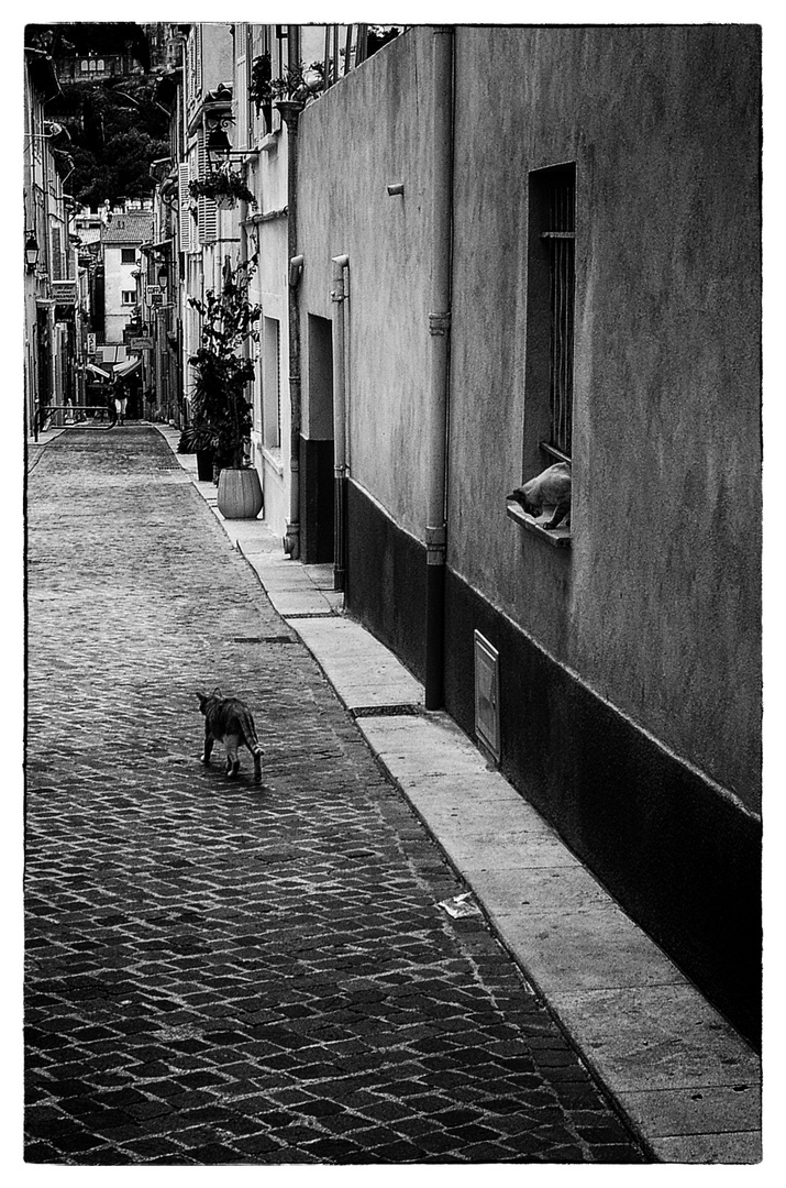 Straßenkatzen Aix en Provence