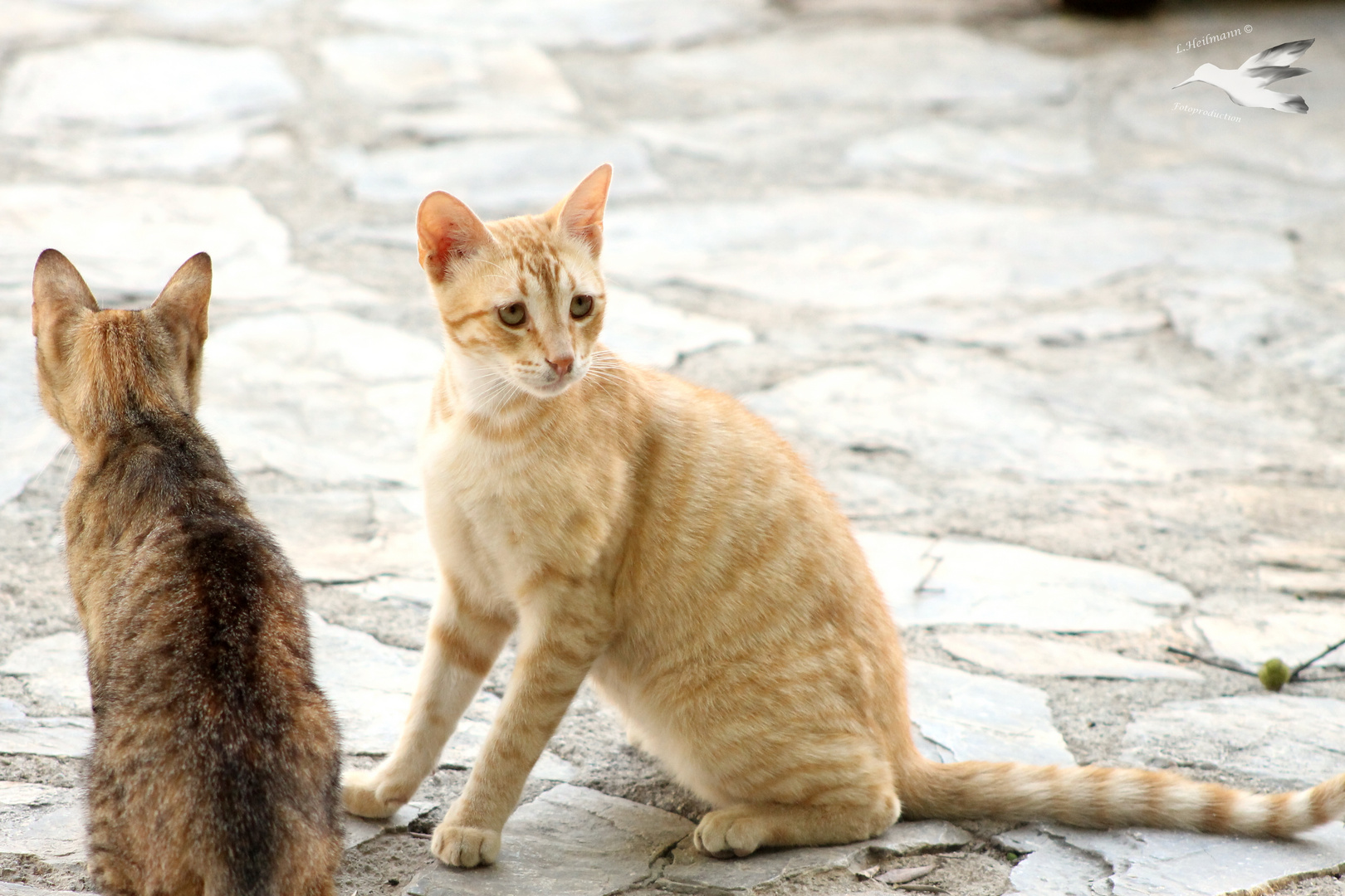 Straßenkatzen auf Kreta