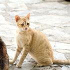 Straßenkatzen auf Kreta