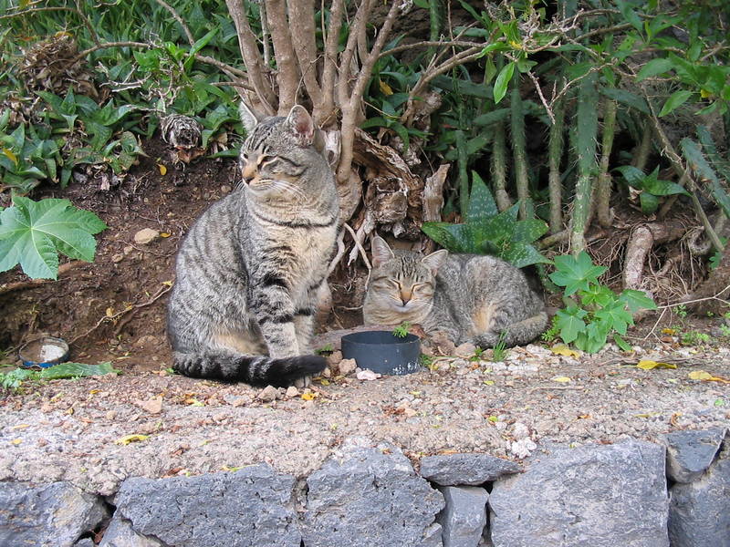 Strassenkatzen auf Teneriffa
