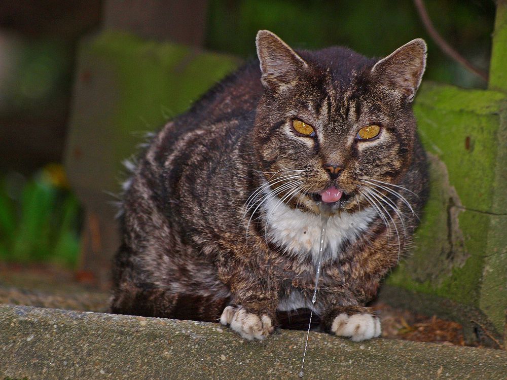 Straßenkatzen