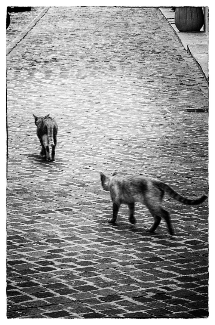 Straßenkatzen in Aix en Provence