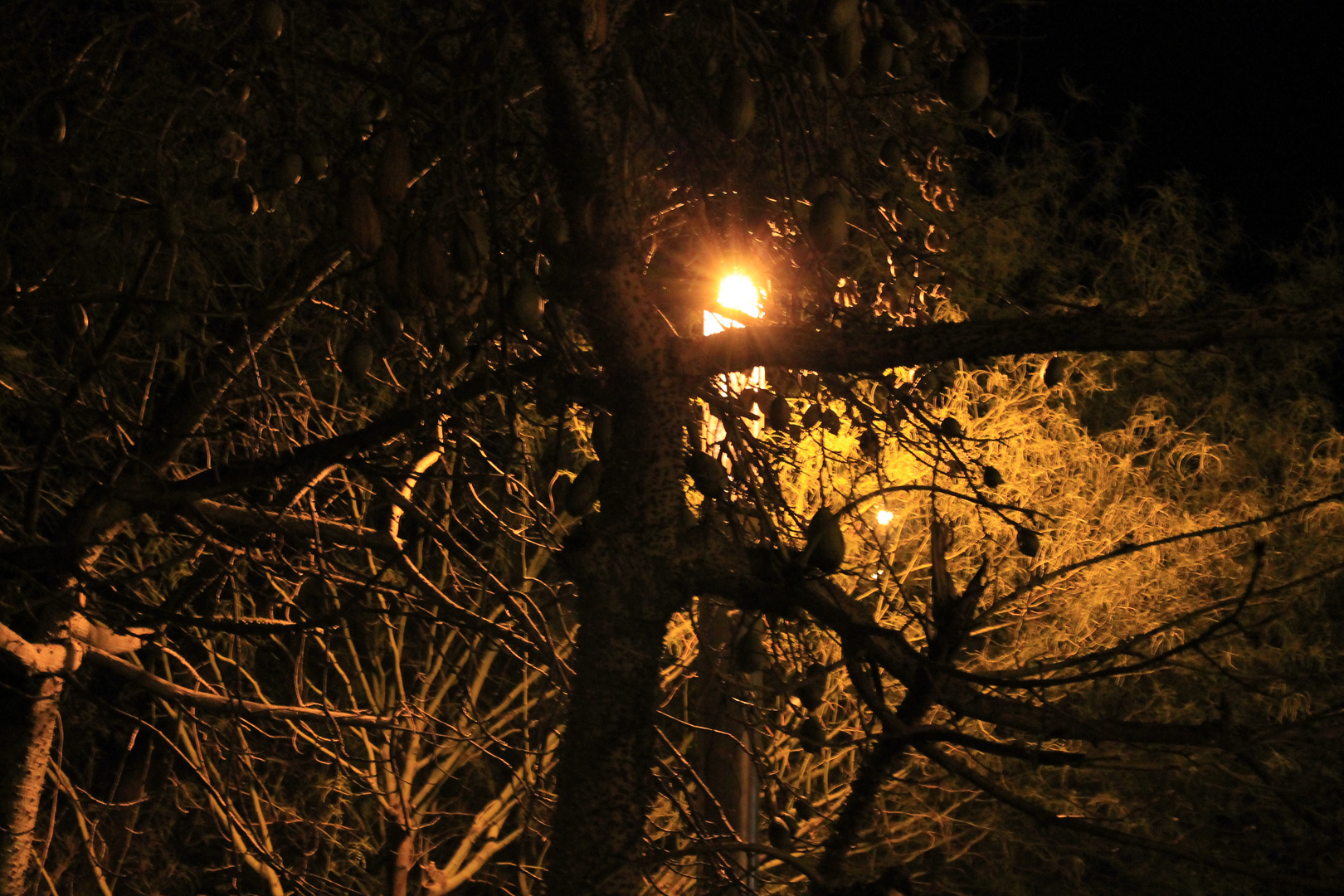 Straßenlaterne hinter einem Baum