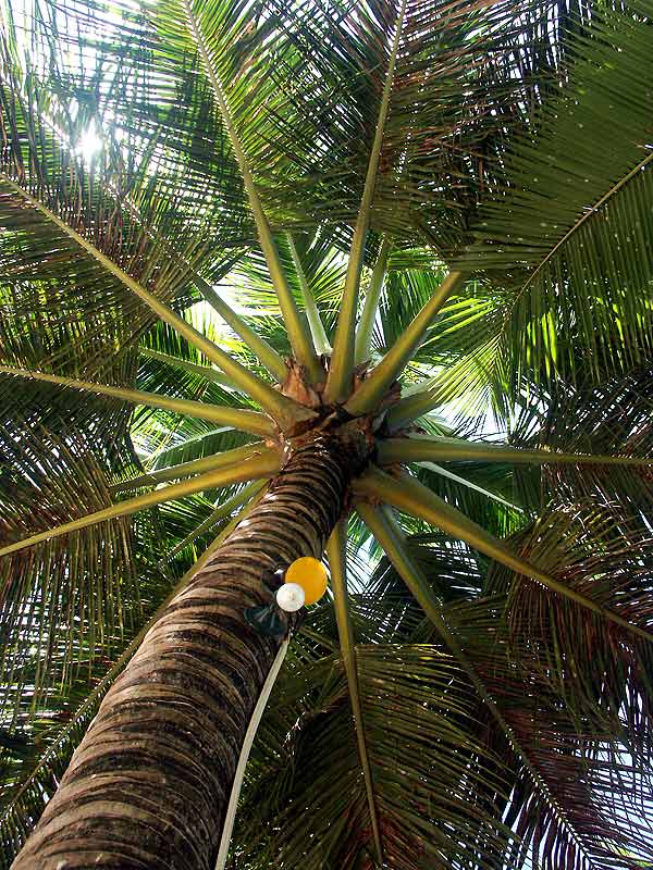 Strassenlaterne in Cabarete