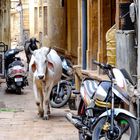 Straßenleben in Indien 