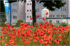 Straßenmohn