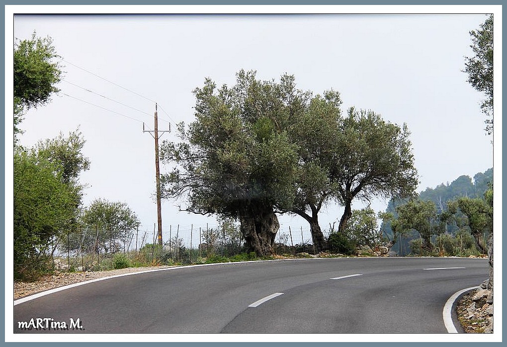 Straßensaum - Olivenbaum
