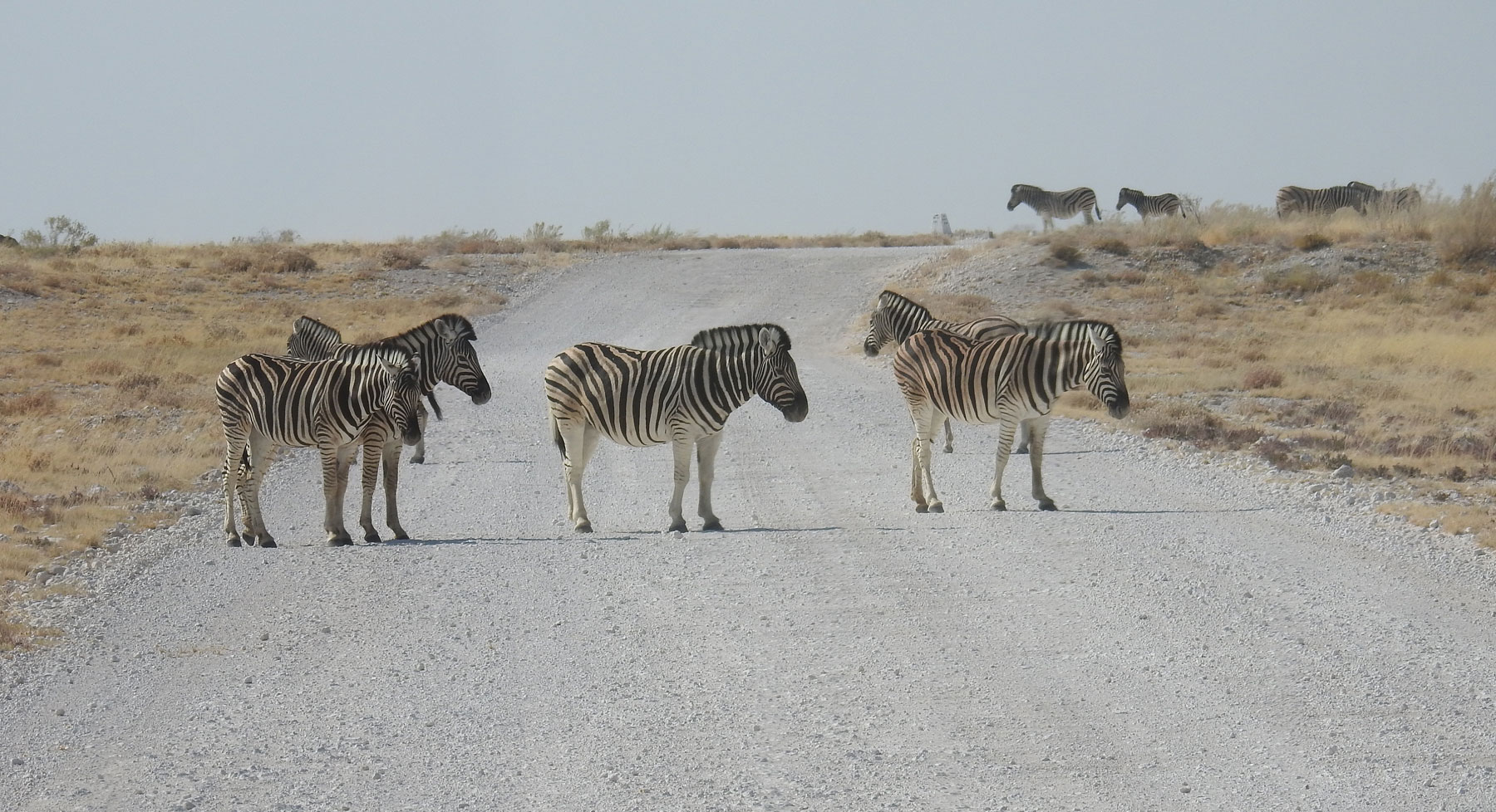 Straßensperre in der Etosha