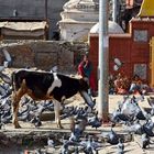 Straßenszene in Kathmandu 08