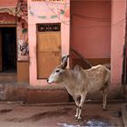 Straßenszene in Pushkar